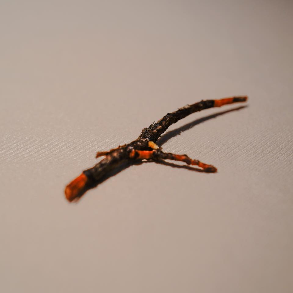 フォリオリーナ・デッラ・ポルタ・フォルトゥーナ