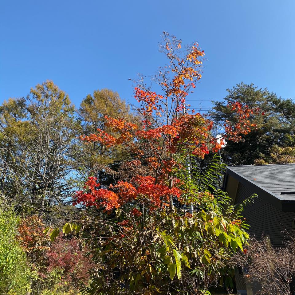 フォリオリーナ・デッラ・ポルタ・フォルトゥーナ