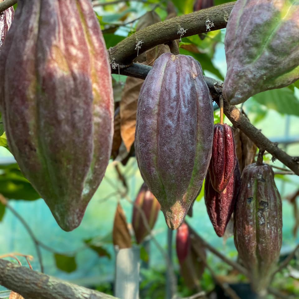 OKINAWA CACAO FACTORY &STAND