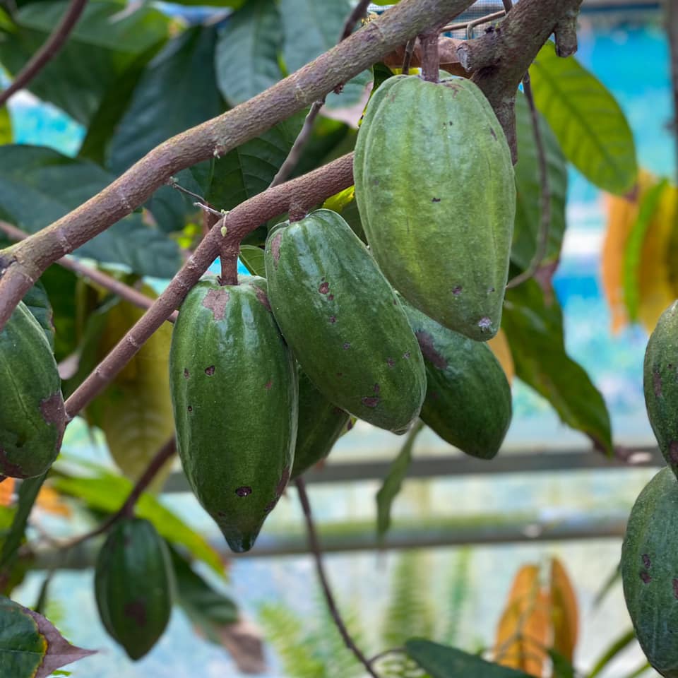 OKINAWA CACAO FACTORY &STAND