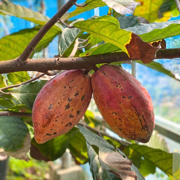 OKINAWA CACAO FACTORY &STAND