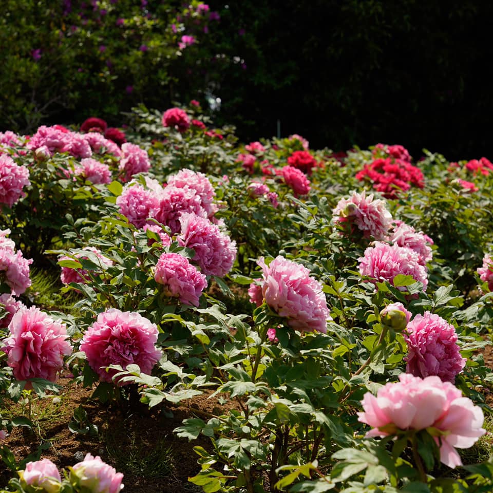 つくば牡丹園